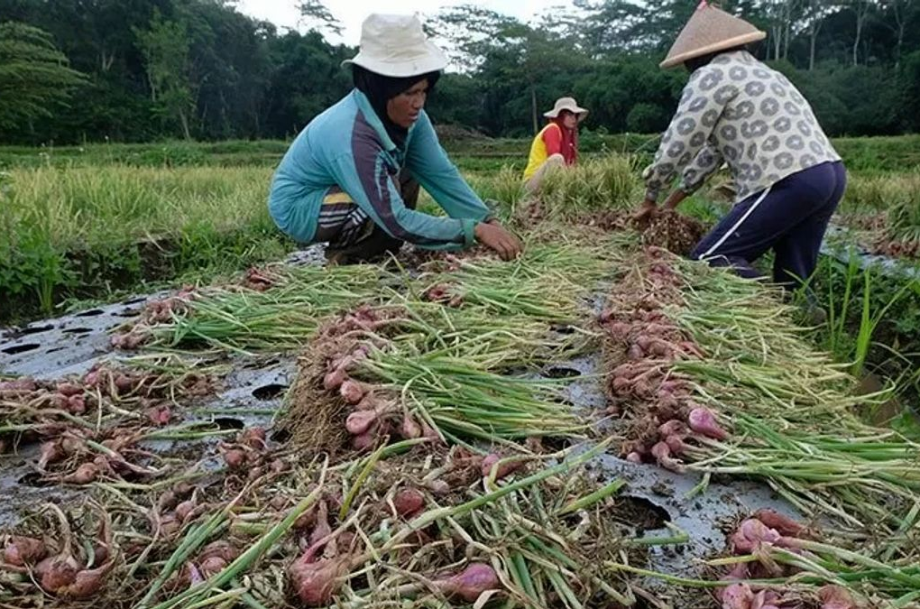 Bawang Merah