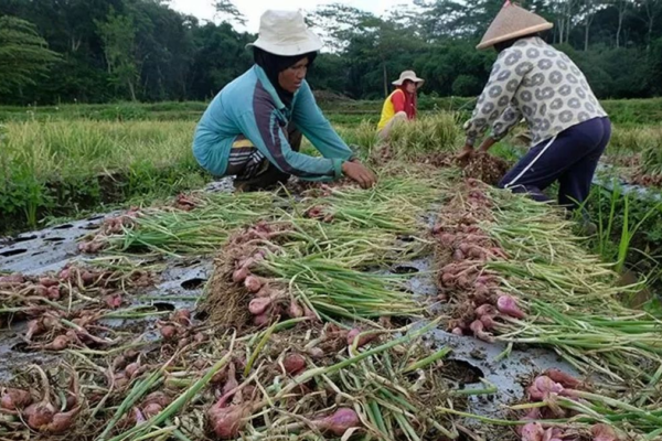 Bawang Merah