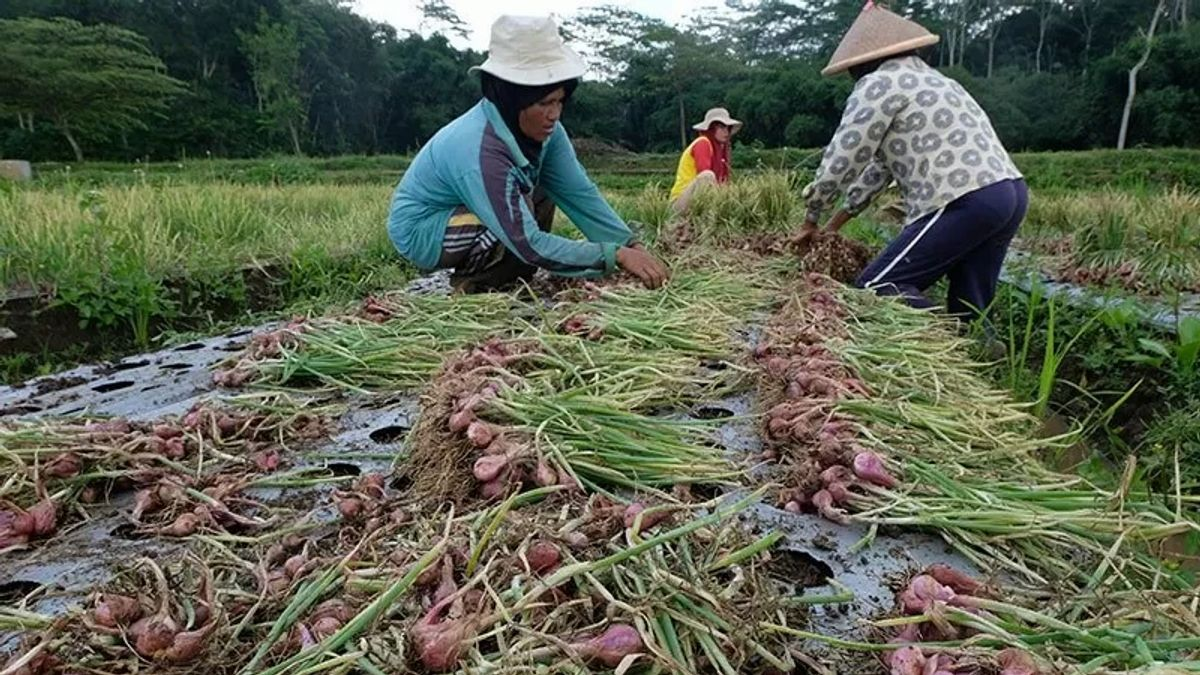 Bawang Merah