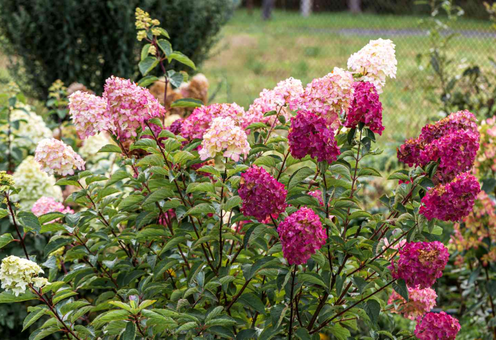 Hydrangea