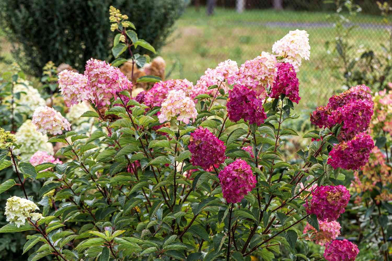 Hydrangea