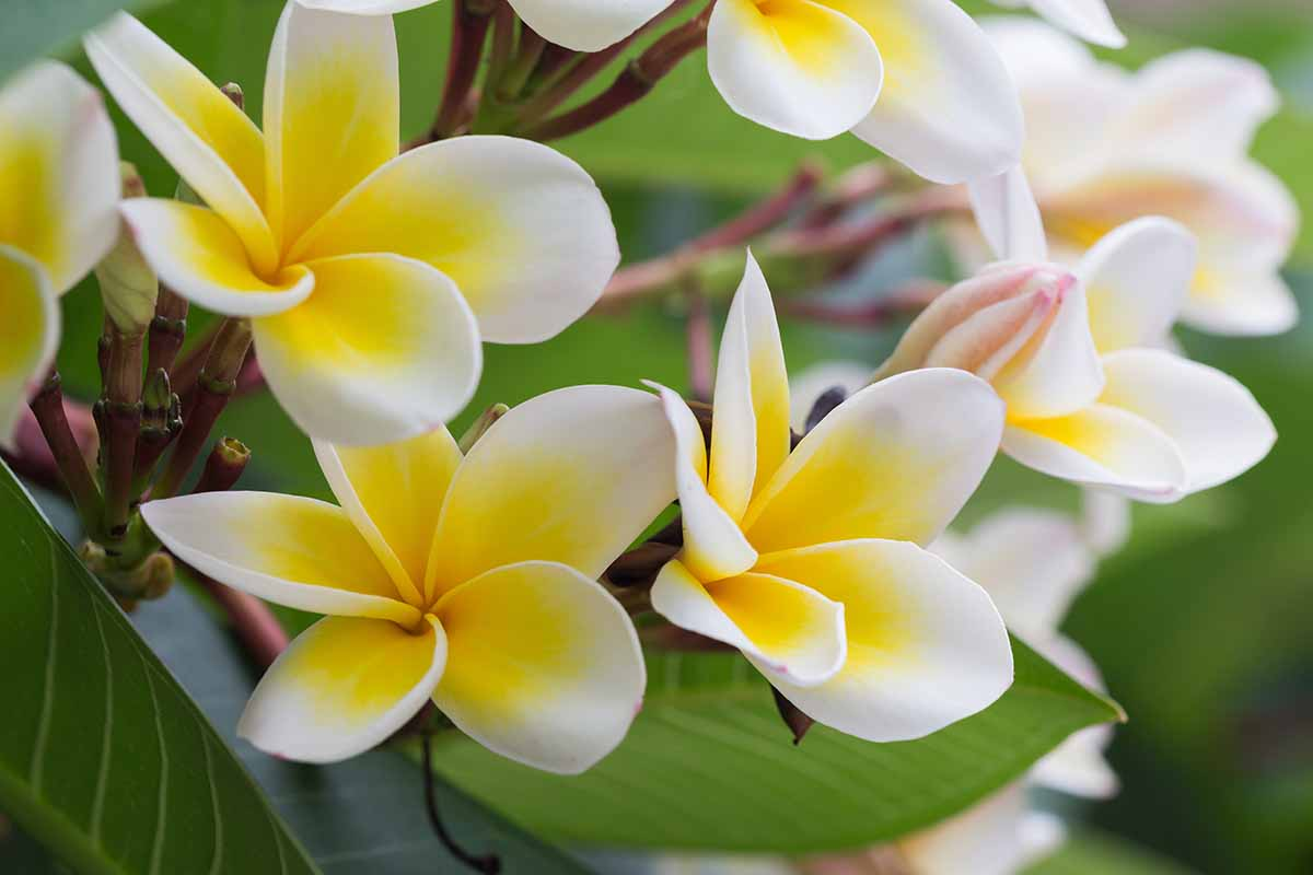 Plumeria