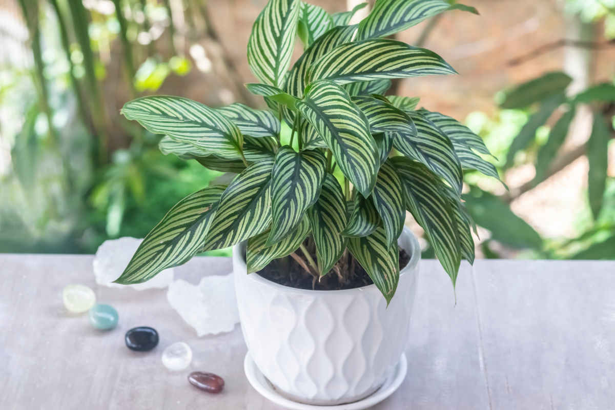 Calathea