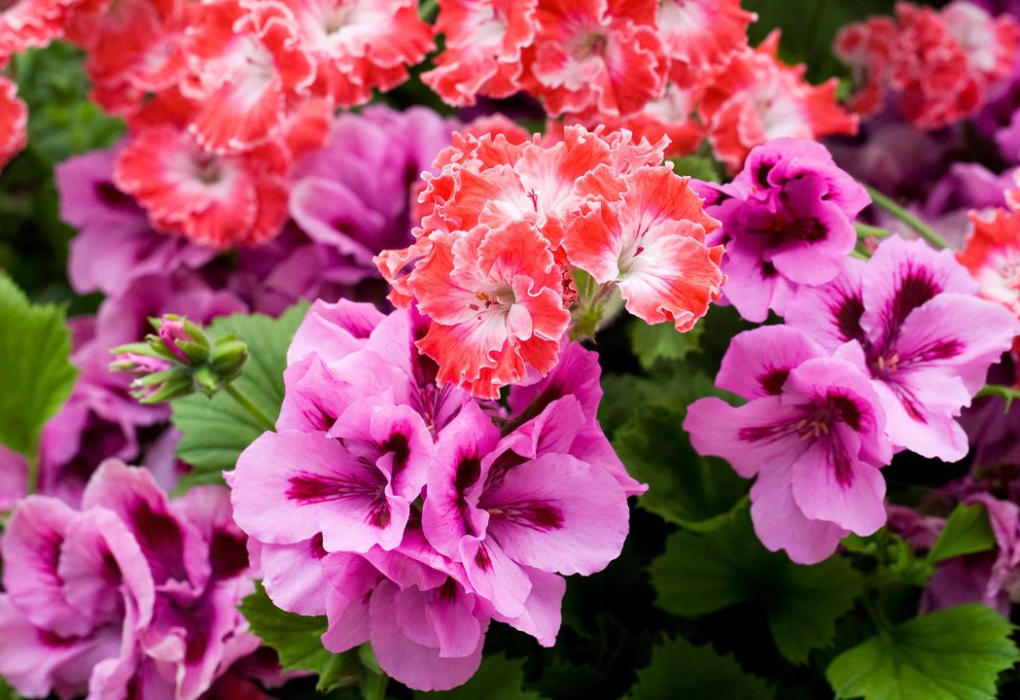Geranium