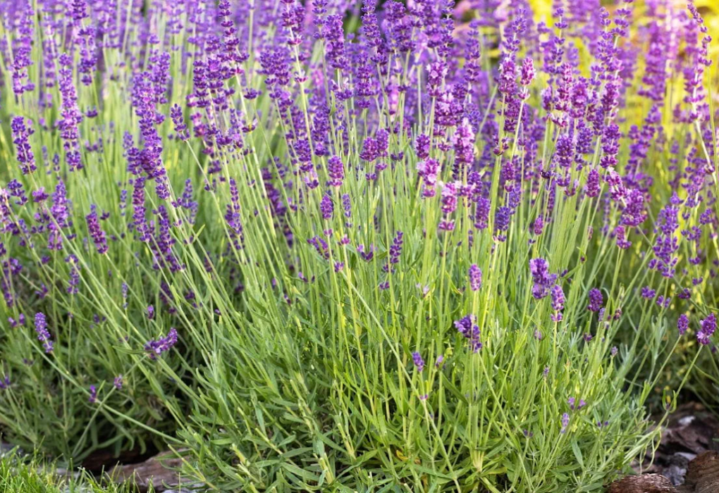 Lavender