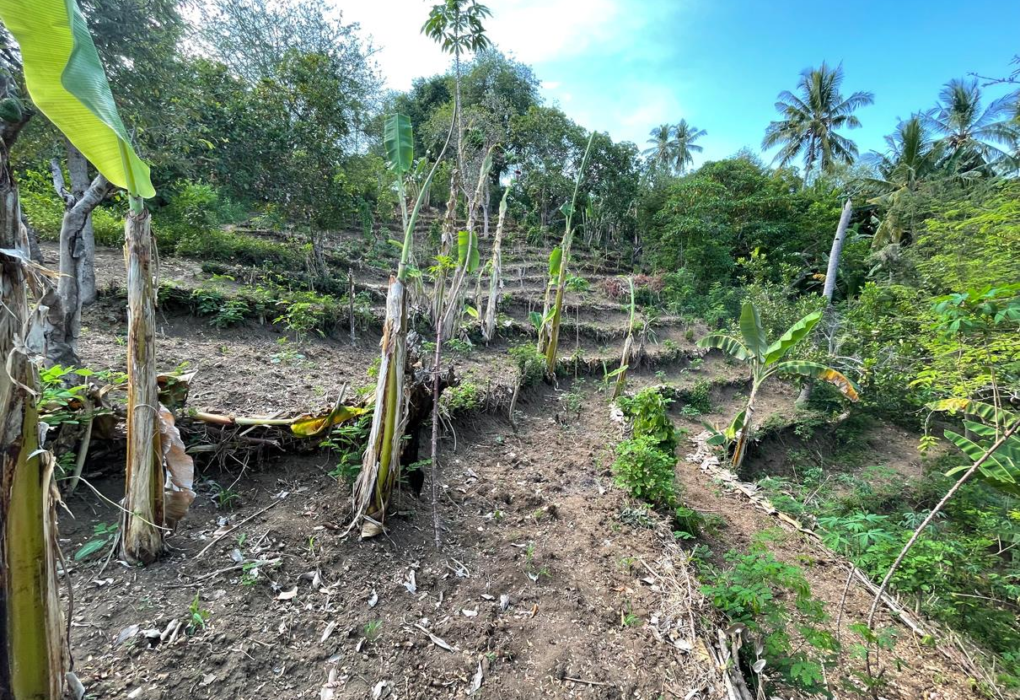 Petani