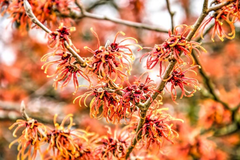 Witch Hazel