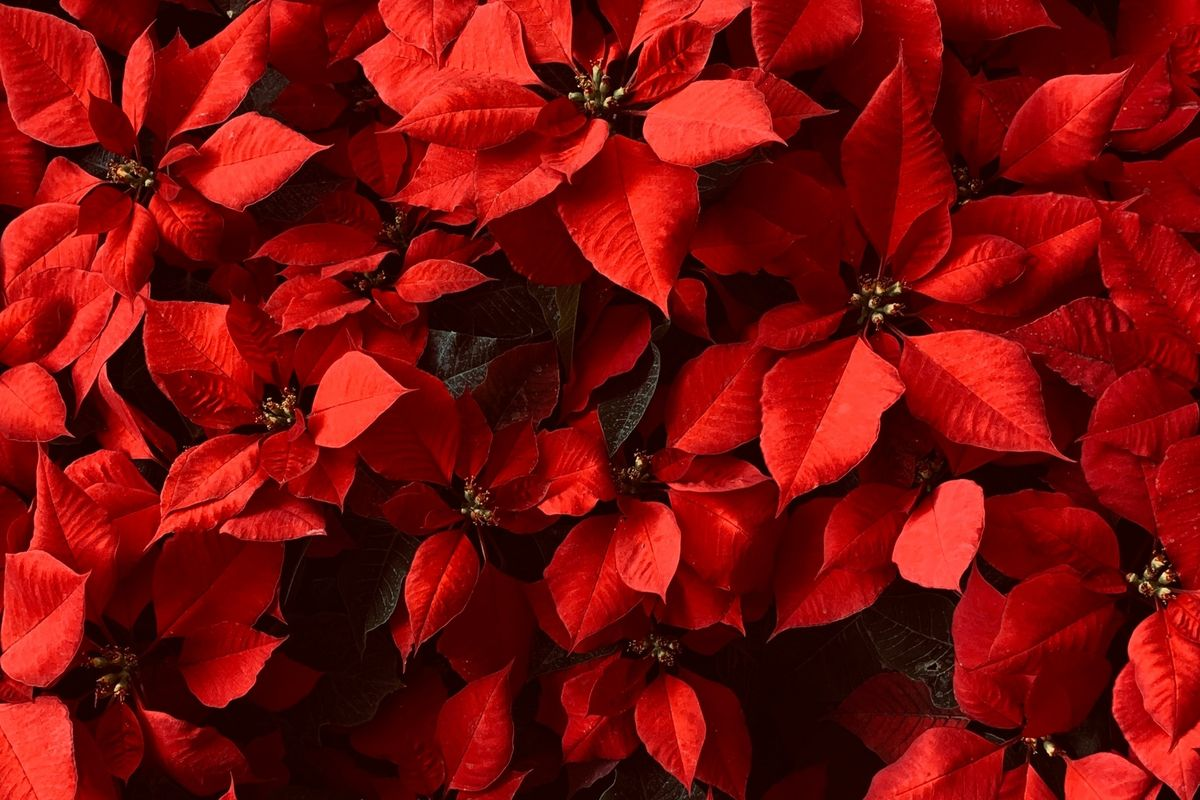 Poinsettia