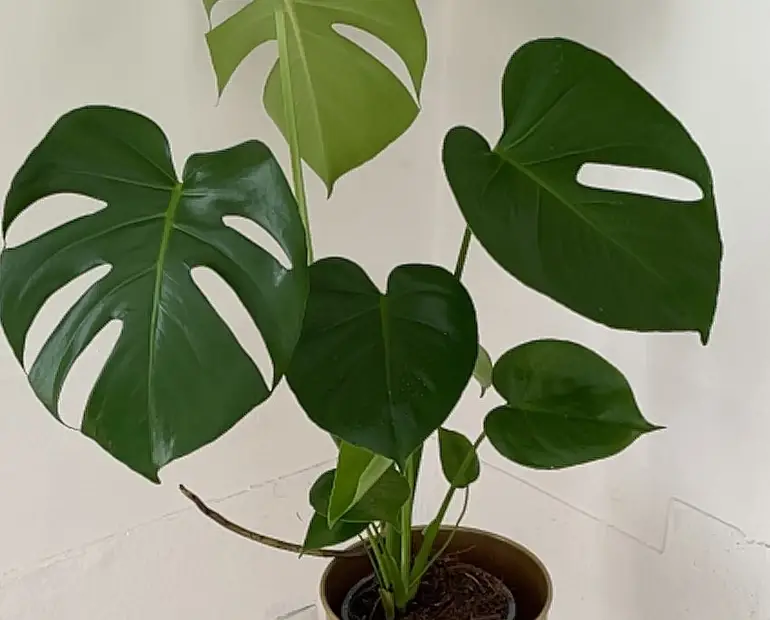 Menyiram Monstera