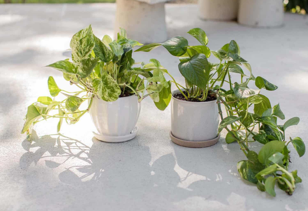 Pothos